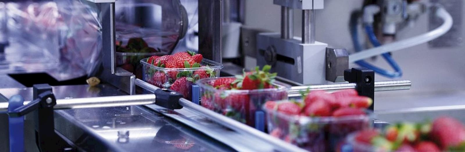 haccp fragole scorrono su un nastro trasportatore per il confezionamento corretto